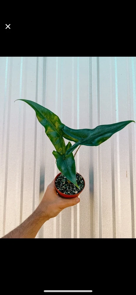 Alocasia Tigrina Live Plant - Exotic Indoor Houseplant - Image 1