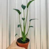 Alocasia Tiny Dancer Live Plant - Unique Indoor Houseplant - Image 1