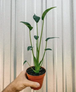Alocasia Tiny Dancer Live Plant - Unique Indoor Houseplant - Image 1