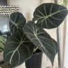 Alocasia Wentii Live Plant – 6 inch Pot – Unique Houseplant for Indoor Decor - Image 1