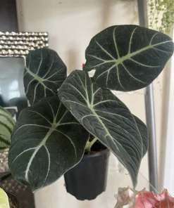 Alocasia Wentii Live Plant – 6 inch Pot – Unique Houseplant for Indoor Decor - Image 1