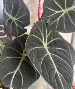 Alocasia Wentii Live Plant – 6 inch Pot – Unique Houseplant for Indoor Decor - Image 2