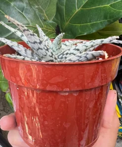 Aloe Blizzard Succulent Live Plant – 4 inch Potted Houseplant - Image 2