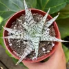 Aloe Blizzard Succulent Live Plant – 4 inch Potted Houseplant - Image 1