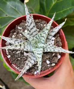 Aloe Blizzard Succulent Live Plant – 4 inch Potted Houseplant - Image 1