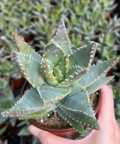 Aloe Brevifolia Live Succulent Plant - Short-leaf Aloe, Crocodile Plant in 4'' Pot - Image 2