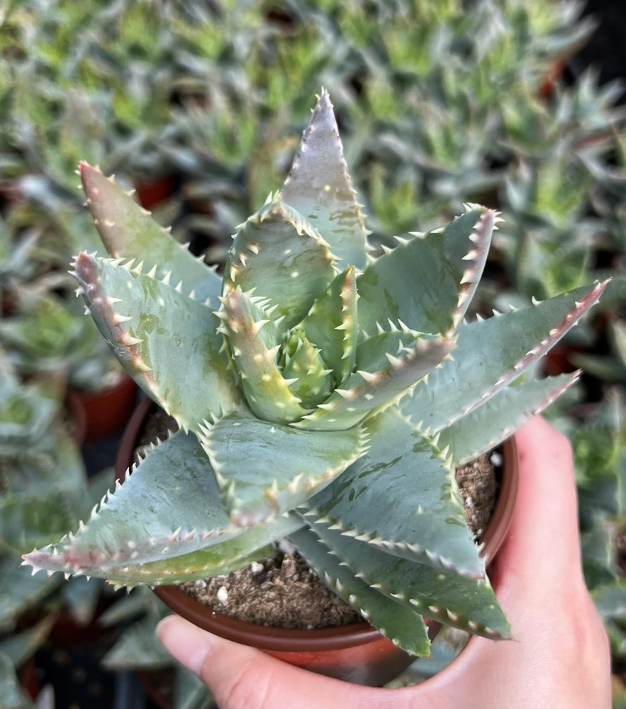 Aloe Brevifolia Live Succulent Plant - Short-leaf Aloe, Crocodile Plant in 4'' Pot - Image 2