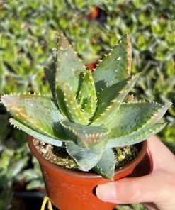 Aloe Brevifolia Live Succulent Plant - Short-leaf Aloe, Crocodile Plant in 4'' Pot - Image 3