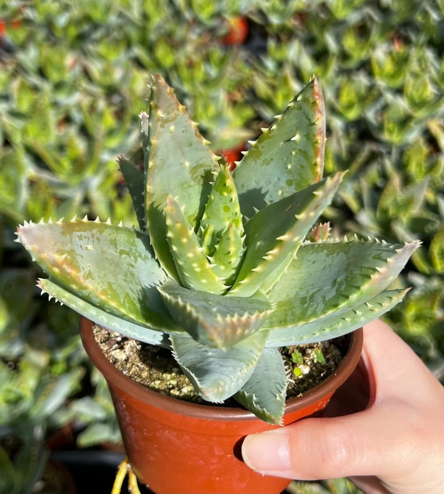 Aloe Brevifolia Live Succulent Plant - Short-leaf Aloe, Crocodile Plant in 4'' Pot - Image 3