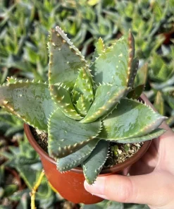 Aloe Brevifolia Live Succulent Plant - Short-leaf Aloe, Crocodile Plant in 4'' Pot - Image 4