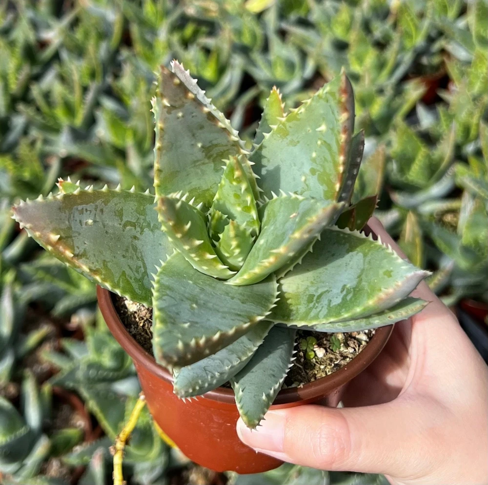 Aloe Brevifolia Live Succulent Plant - Short-leaf Aloe, Crocodile Plant in 4'' Pot - Image 4