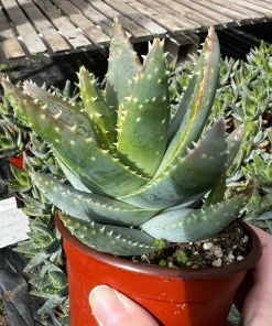 Aloe Brevifolia Live Succulent Plant - Short-leaf Aloe, Crocodile Plant in 4'' Pot - Image 5