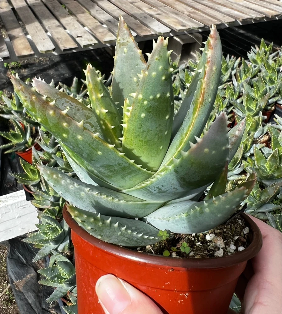 Aloe Brevifolia Live Succulent Plant - Short-leaf Aloe, Crocodile Plant in 4'' Pot - Image 5