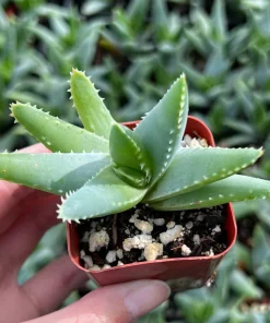 Aloe Brevifolia Live Succulent Plant - Short-leaf Aloe, Crocodile Plant in 4'' Pot - Image 6