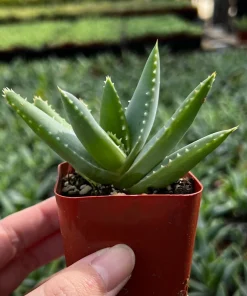 Aloe Brevifolia Live Succulent Plant - Short-leaf Aloe, Crocodile Plant in 4'' Pot - Image 7