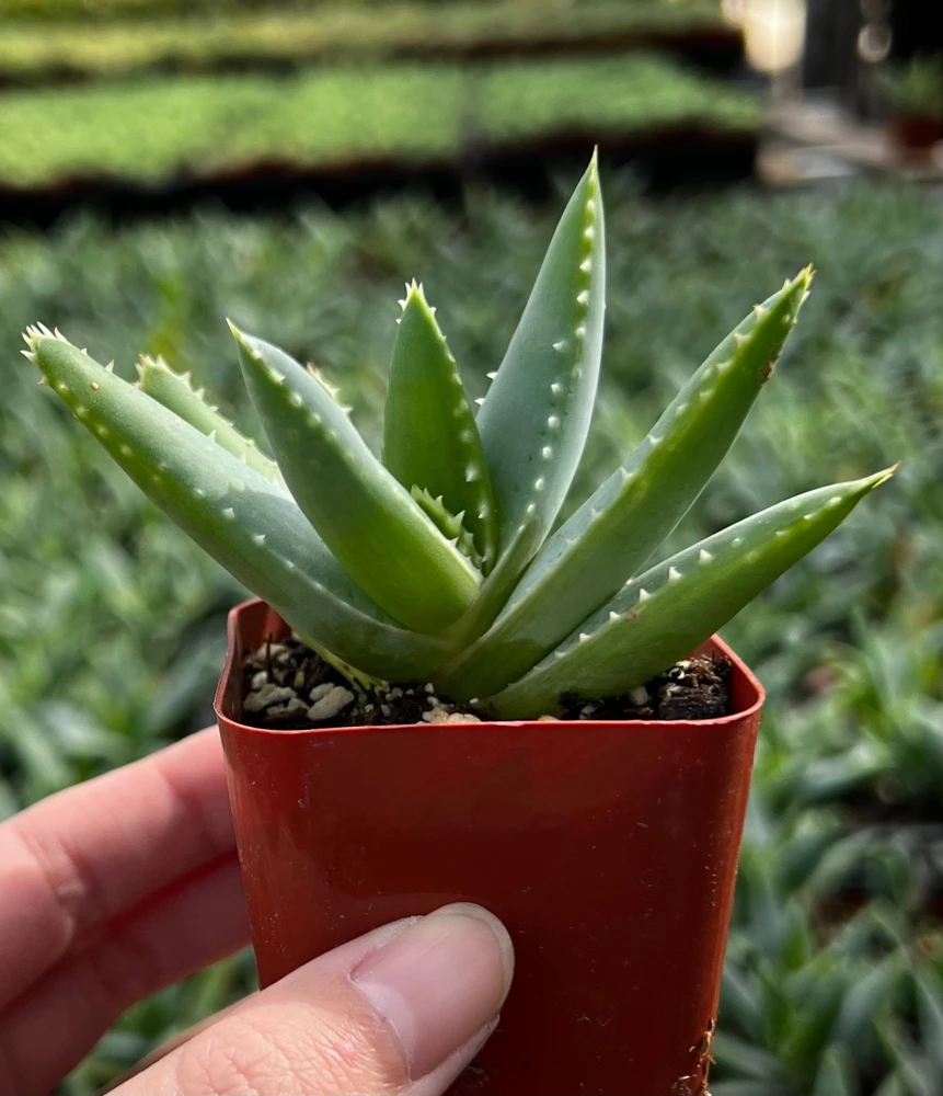 Aloe Brevifolia Live Succulent Plant - Short-leaf Aloe, Crocodile Plant in 4'' Pot - Image 7