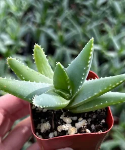 Aloe Brevifolia Live Succulent Plant - Short-leaf Aloe, Crocodile Plant in 4'' Pot - Image 8