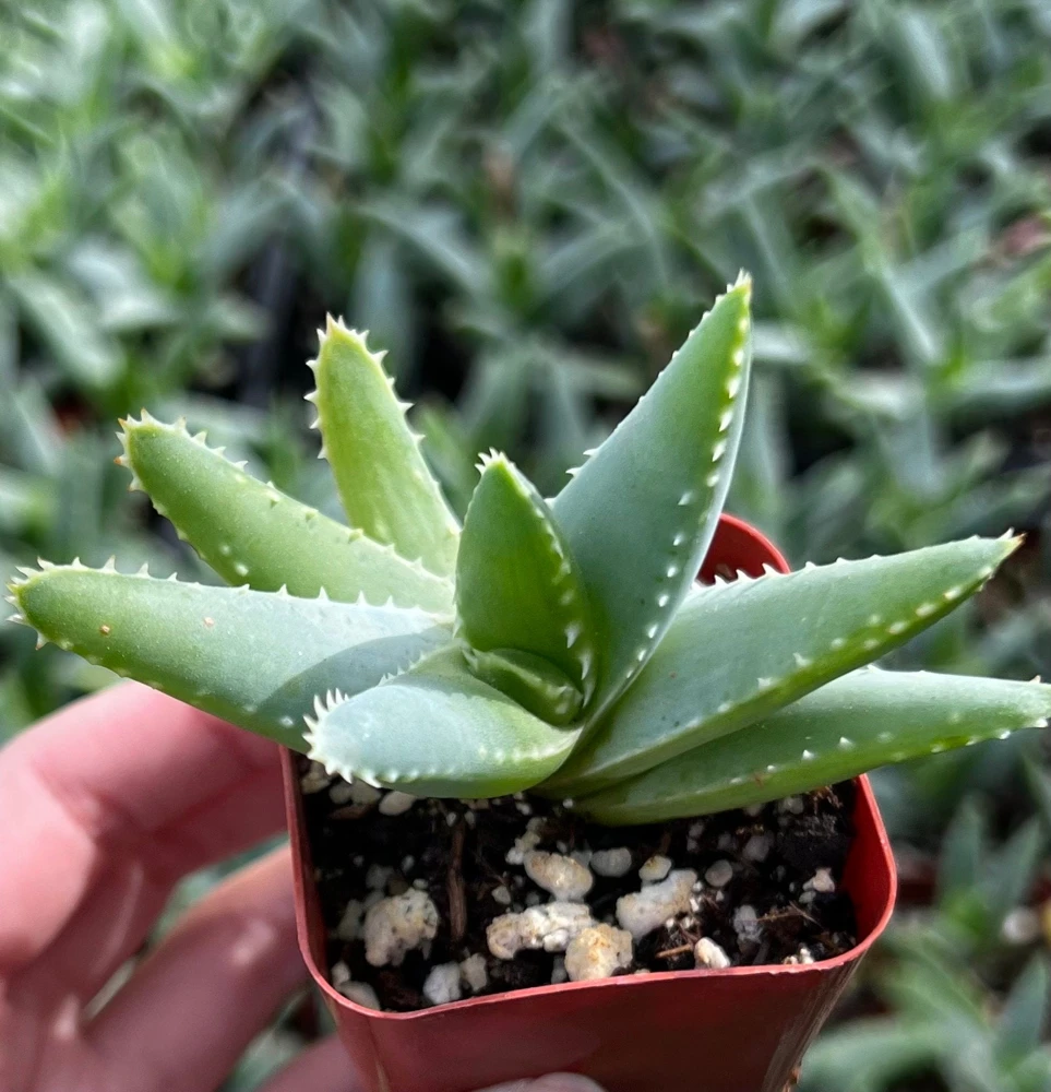 Aloe Brevifolia Live Succulent Plant - Short-leaf Aloe, Crocodile Plant in 4'' Pot - Image 8