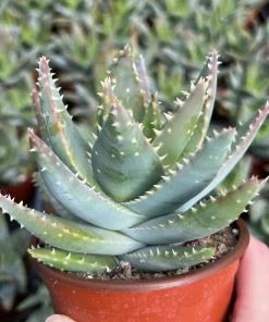 Aloe Brevifolia Live Succulent Plant - Short-leaf Aloe, Crocodile Plant in 4'' Pot - Image 1