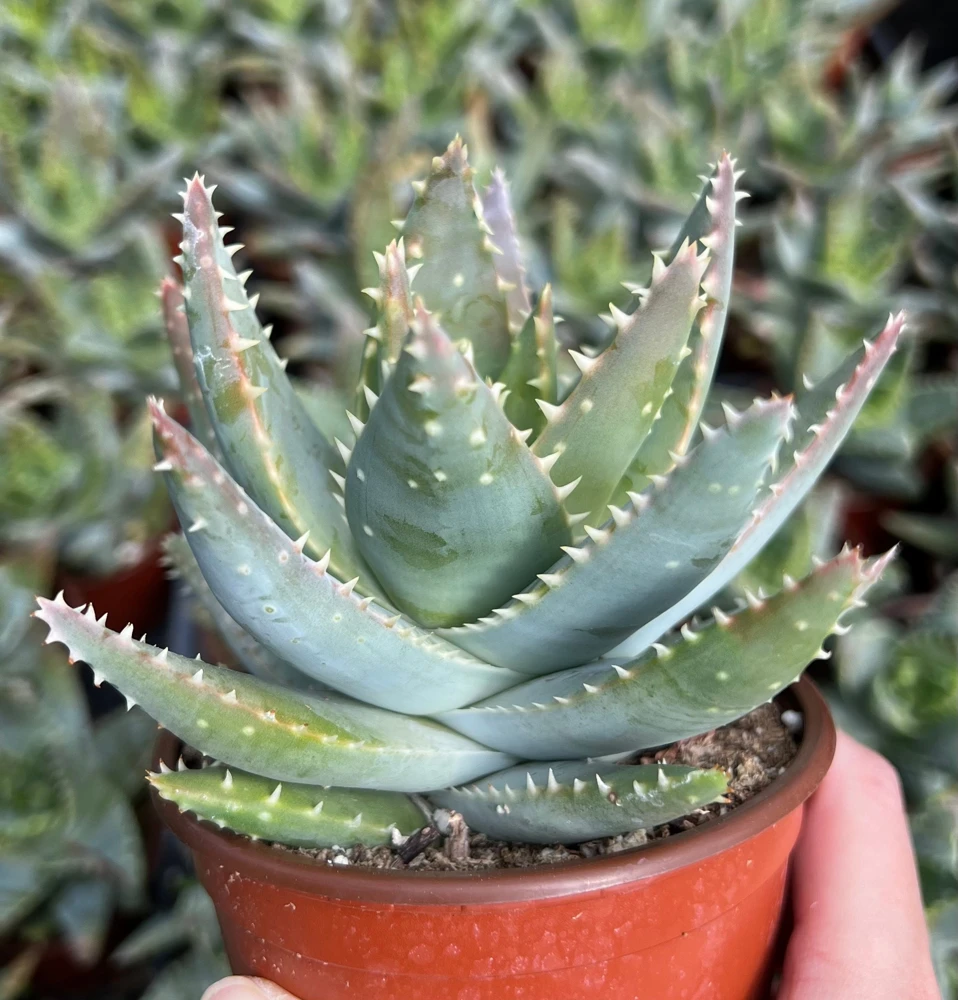 Aloe Brevifolia Live Succulent Plant - Short-leaf Aloe, Crocodile Plant in 4'' Pot - Image 1
