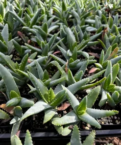 Aloe Brevifolia Live Succulent Plant - Short-leaf Aloe, Crocodile Plant in 4'' Pot - Image 9