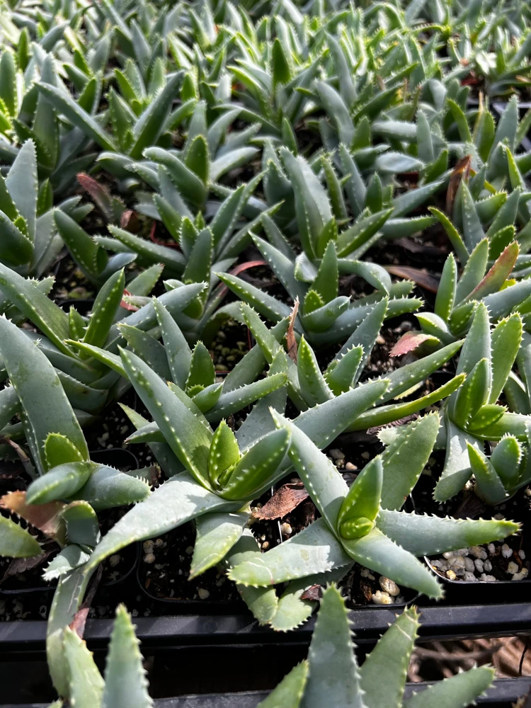 Aloe Brevifolia Live Succulent Plant - Short-leaf Aloe, Crocodile Plant in 4'' Pot - Image 9