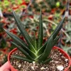 Aloe Gasteria Live Succulent Plant in 4'' Pot - Easy Care Houseplant - Image 1