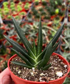 Aloe Gasteria Live Succulent Plant in 4'' Pot - Easy Care Houseplant - Image 1