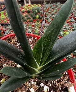 Aloe Gasteria Live Succulent Plant in 4'' Pot - Easy Care Houseplant - Image 2