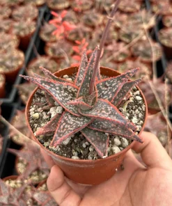 Aloe Purple Haze Succulent - Rare Live Plant in 4'' Pot - Pink Foliage - Image 2