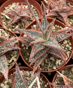 Aloe Purple Haze Succulent - Rare Live Plant in 4'' Pot - Pink Foliage - Image 3