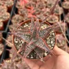 Aloe Purple Haze Succulent - Rare Live Plant in 4'' Pot - Pink Foliage - Image 1