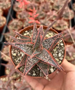 Aloe Purple Haze Succulent - Rare Live Plant in 4'' Pot - Pink Foliage - Image 1