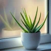 Aloe Vera Live Plant - Medicinal Succulent Houseplant in Nursery Pot - Image 1
