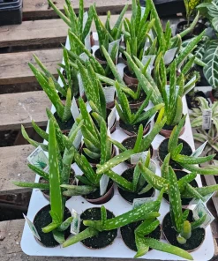 Aloe Vera Live Plant - Medicine Plant Succulent - 2 inch Pot - Indoor - Image 2