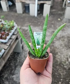 Aloe Vera Live Plant - Medicine Plant Succulent - 2 inch Pot - Indoor - Image 3