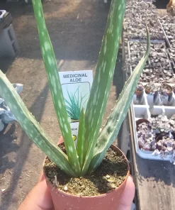 Aloe Vera Live Plant - Medicine Plant Succulent - 2 inch Pot - Indoor - Image 4