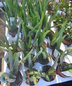 Aloe Vera Live Plant - Medicine Plant Succulent - 2 inch Pot - Indoor - Image 5