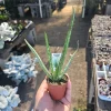 Aloe Vera Live Plant - Medicine Plant Succulent - 2 inch Pot - Indoor - Image 1
