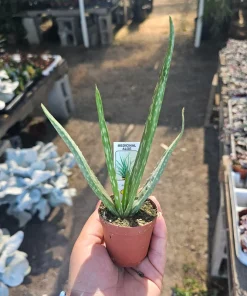 Aloe Vera Live Plant - Medicine Plant Succulent - 2 inch Pot - Indoor - Image 1