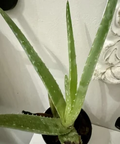 Aloe Vera Live Plant - Potted Houseplant, Easy Care Succulent - Image 2