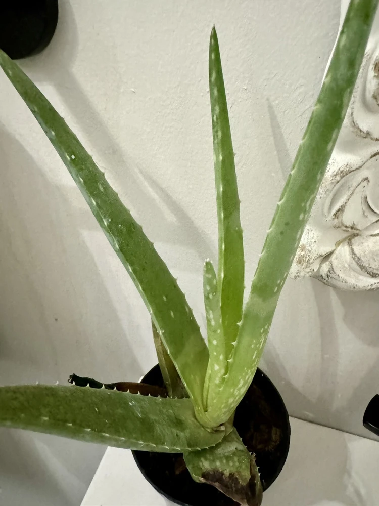 Aloe Vera Live Plant - Potted Houseplant, Easy Care Succulent - Image 2