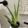 Aloe Vera Live Plant - Potted Houseplant, Easy Care Succulent - Image 1