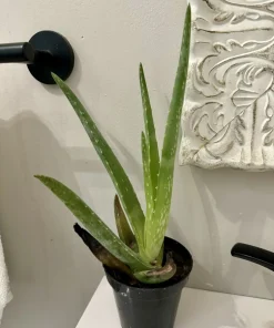 Aloe Vera Live Plant - Potted Houseplant, Easy Care Succulent - Image 1