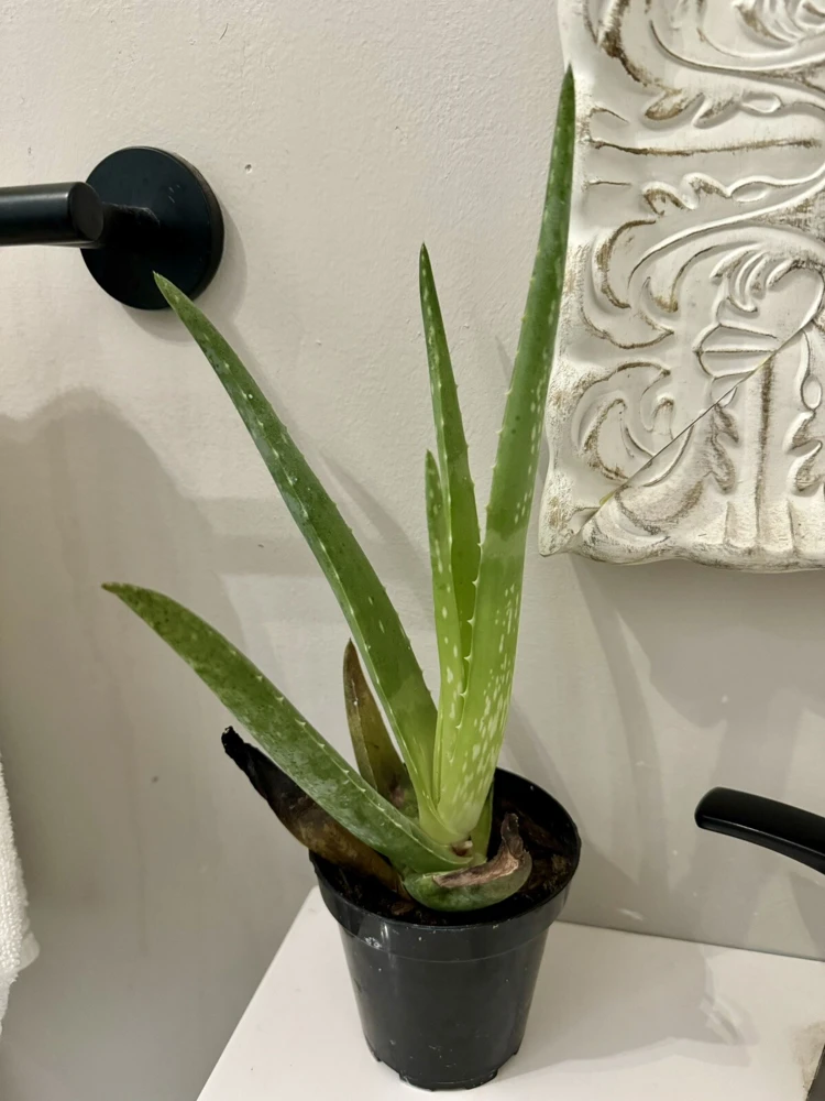 Aloe Vera Live Plant - Potted Houseplant, Easy Care Succulent - Image 1