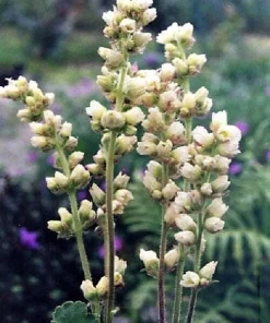 Alpine Coral Bells Seeds - Heuchera Cylindrica - 100 Seeds - Sun/Shade - Image 2
