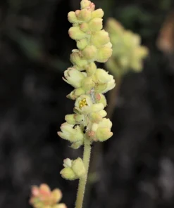 Alpine Coral Bells Seeds - Heuchera Cylindrica - 100 Seeds - Sun/Shade - Image 3