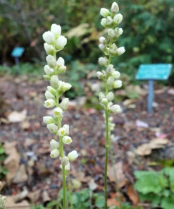 Alpine Coral Bells Seeds - Heuchera Cylindrica - 100 Seeds - Sun/Shade - Image 4