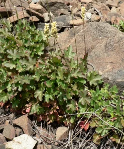 Alpine Coral Bells Seeds - Heuchera Cylindrica - 100 Seeds - Sun/Shade - Image 5