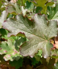 Alpine Coral Bells Seeds - Heuchera Cylindrica - 100 Seeds - Sun/Shade - Image 7